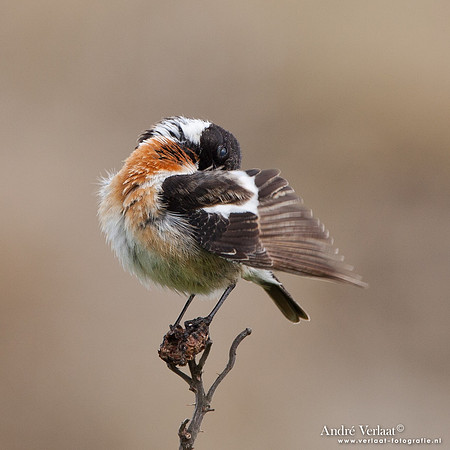 Roodborsttapuit / Stonechat - Hargen aan Zee