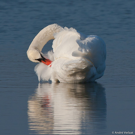 Knobbelzwaan / Mute Swan - Oostvaardersplassen