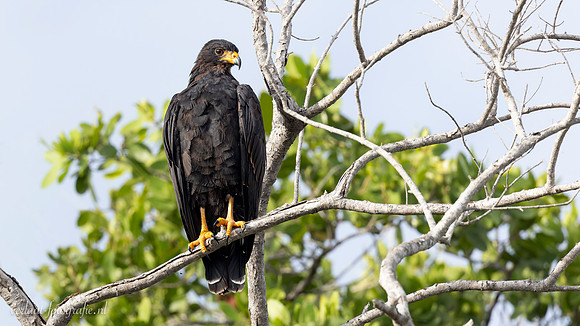 Amerikaanse Zwarte Arend / Solitary Eagle - Rio Lagartos