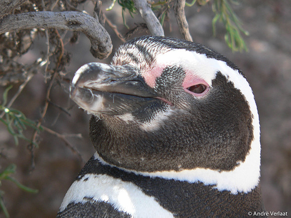 Magelhaen Pinguin - Punta Tombo