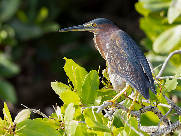 Groene Reiger / Green Heron - Rio Lagartos