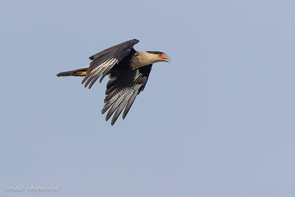 Kuifcaracara / Crested Caracara - Rio Lagartos