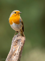 Roodborst / Robin - Lemelerberg
