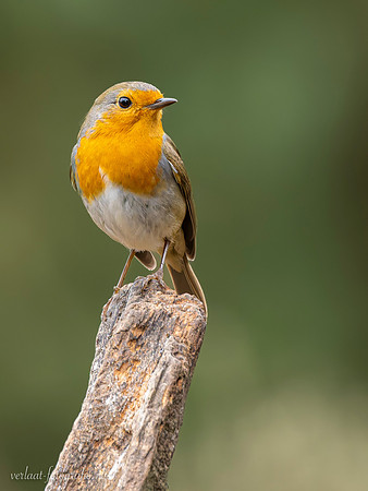 Roodborst / Robin - Lemelerberg
