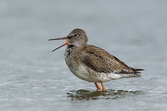 Tureluur / Redshank - Den Helder