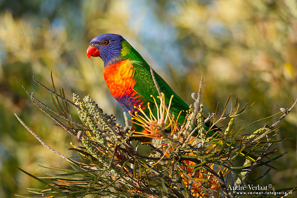 Regenbooglori / Rainbow Lorikeet - Highfields