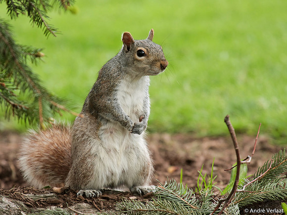 Grijze Eekhoorn / Eastern Grey Squirrel - Boston, USA