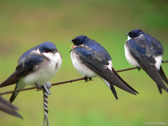 Chileense Zwaluw / Chilean Swallow  - Puyuhuapi