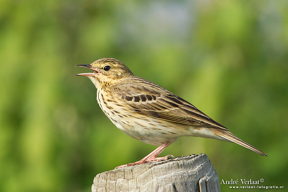 Boompieper / Tree Pipit - Den Oever