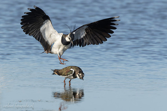 Kievit / Lapwing - Wieringermeer