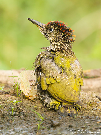 Groene Specht / Green Woodpecker - Tiszagyenda