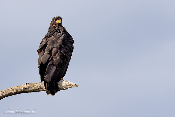 Amerikaanse Zwarte Arend / Solitary Eagle - Rio Lagartos