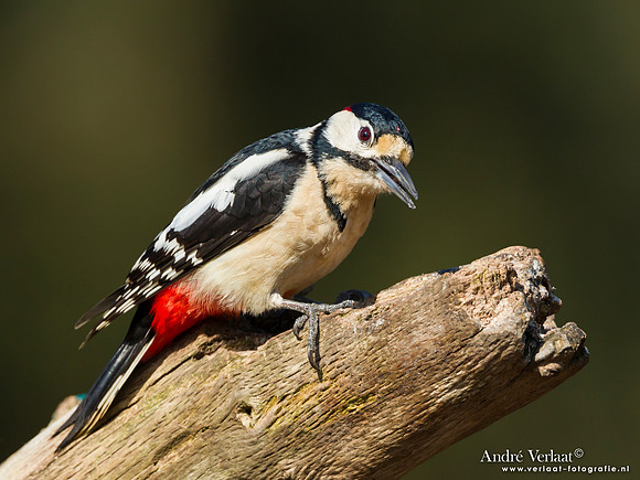 Grote Bonte Specht / Great Spotted Woodpecker - Lemelerberg