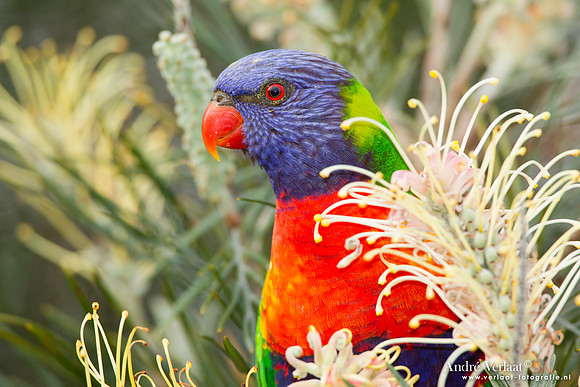 Regenbooglori / Rainbow Lorikeet - Highfields