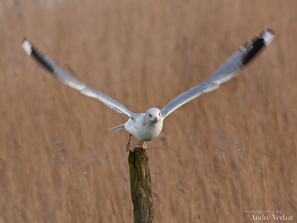 Stormmeeuw / Common Gull - Schardam