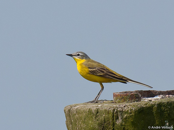 Gele Kwikstaart / Western Yellow Wagtail - Leekermeer