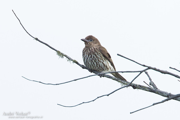 Grijskraagvijgvogel / Australasian Figbird - Noosa