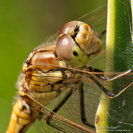 Steenrode heidelibel / Vagrant darter - Wognum