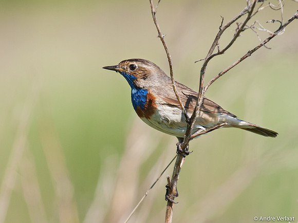 Blauwborst / Bluethroat - Egboetswater