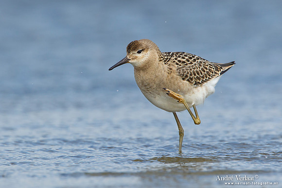 Kemphaan / Ruff - Den Helder