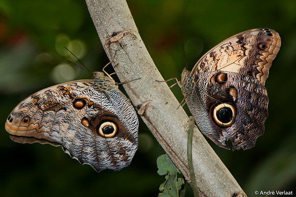 Uilvlinder / Owl Butterfly - Arenal, Costa Rica