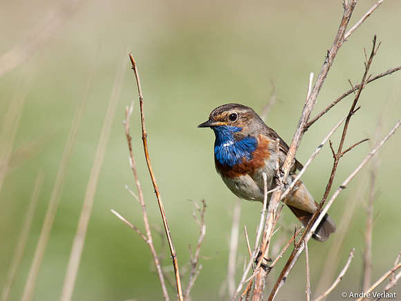 Blauwborst / Bluethroat - Egboetswater