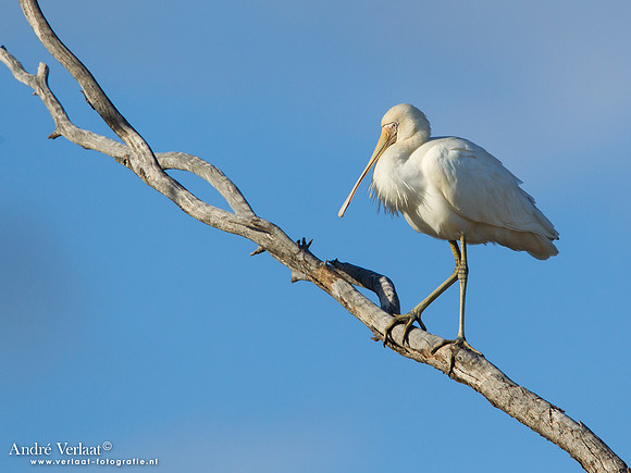 Geelsnavellepelaar / Yellow-billed Spoonbill - Bowra Sanctuary